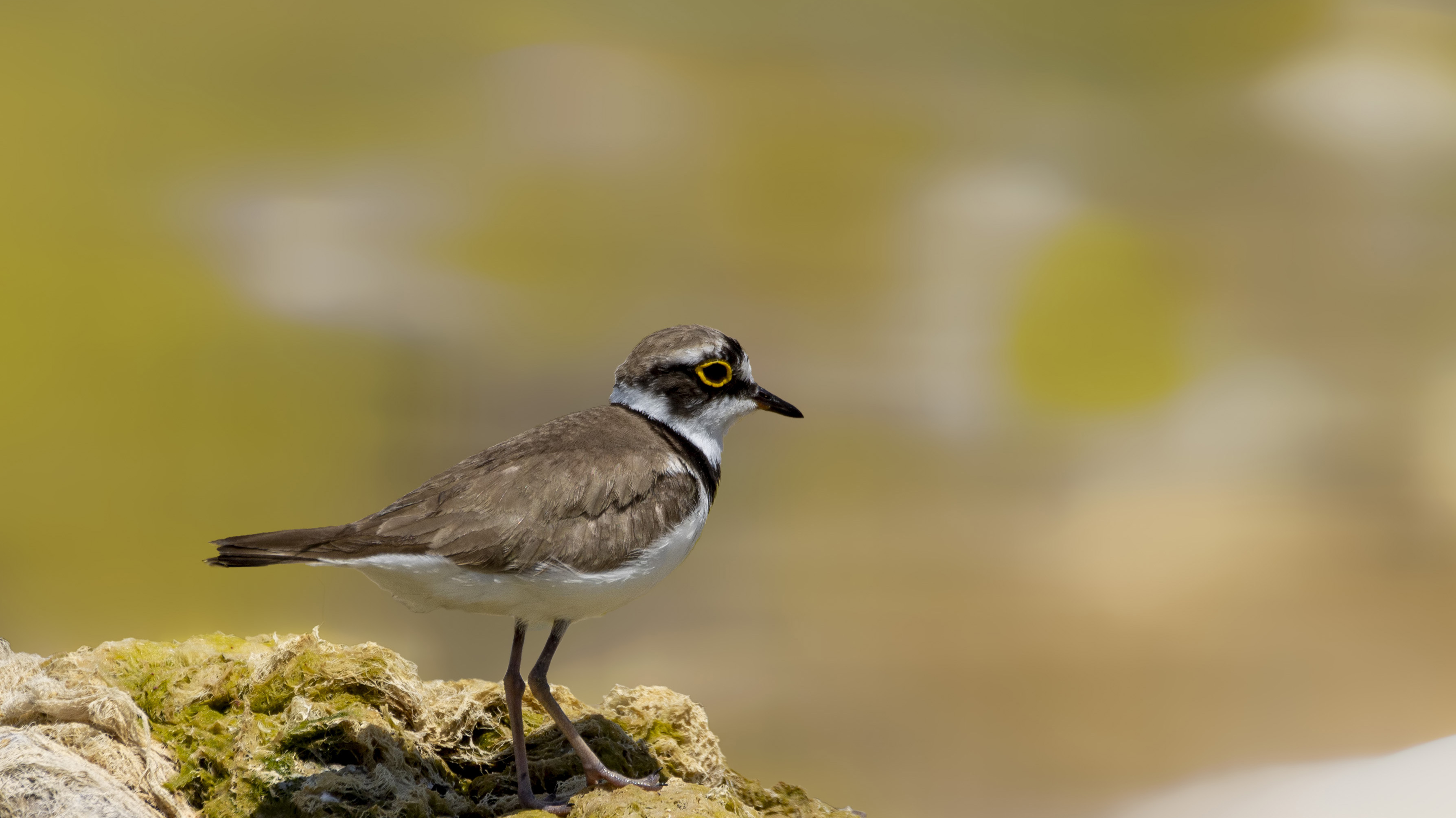 Little Ringed Plover